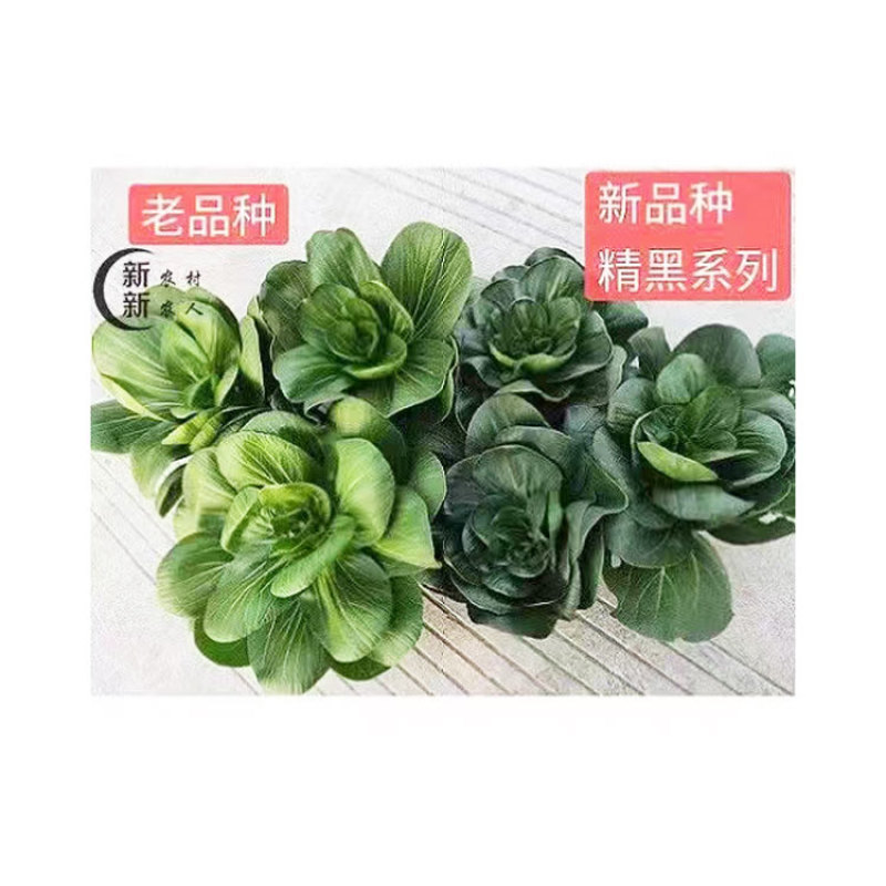 精黑矮脚青菜种子耐寒特矮油亮软糯小棵菜苏州青种子