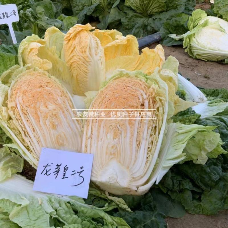 豫艺龙芽皇二号白菜种子橘红心大白菜种子营养价值高优质菜籽