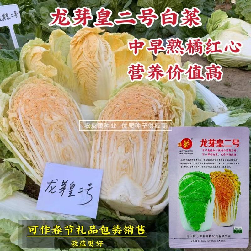 豫艺龙芽皇二号白菜种子橘红心大白菜种子营养价值高优质菜籽