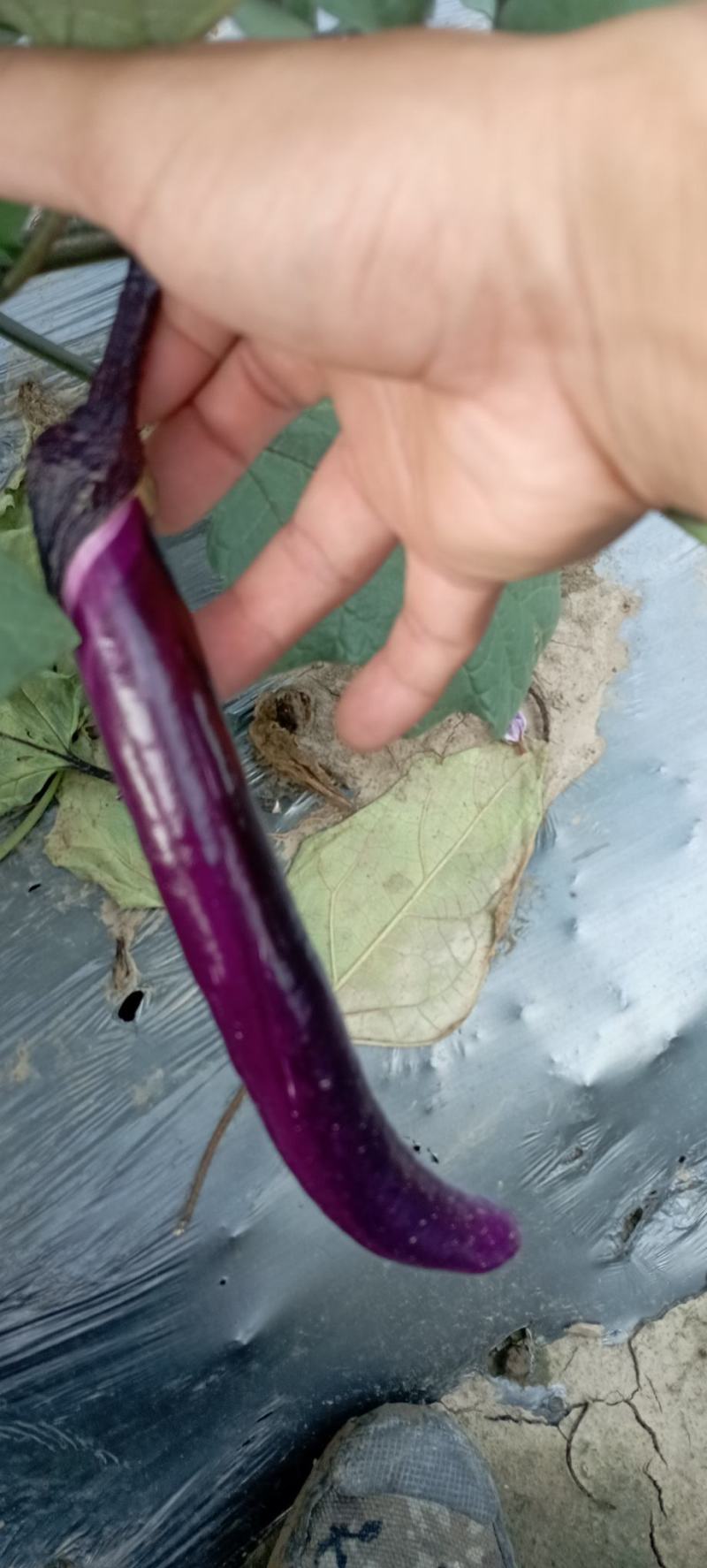 紫茄，黑茄大量出售