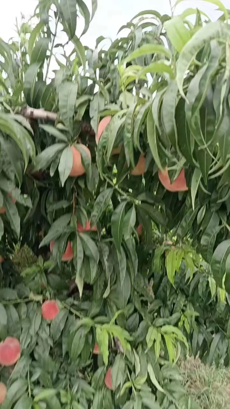 阿布白毛桃水蜜桃大量上市全国供应视频看货