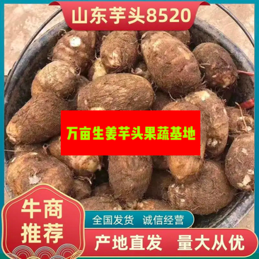 山东毛芋头8520芋头产地货源现货供应批发市场价格低