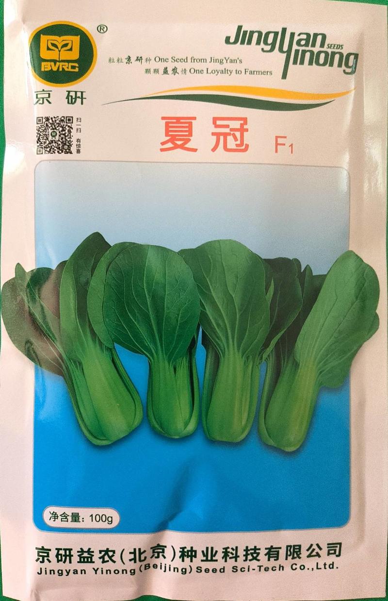 京研夏冠耐高温青梗菜种子