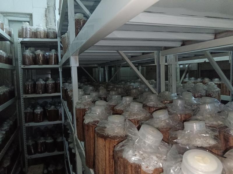 河北平菇菌种大量供应厂家直销质量保证欢迎来电咨询