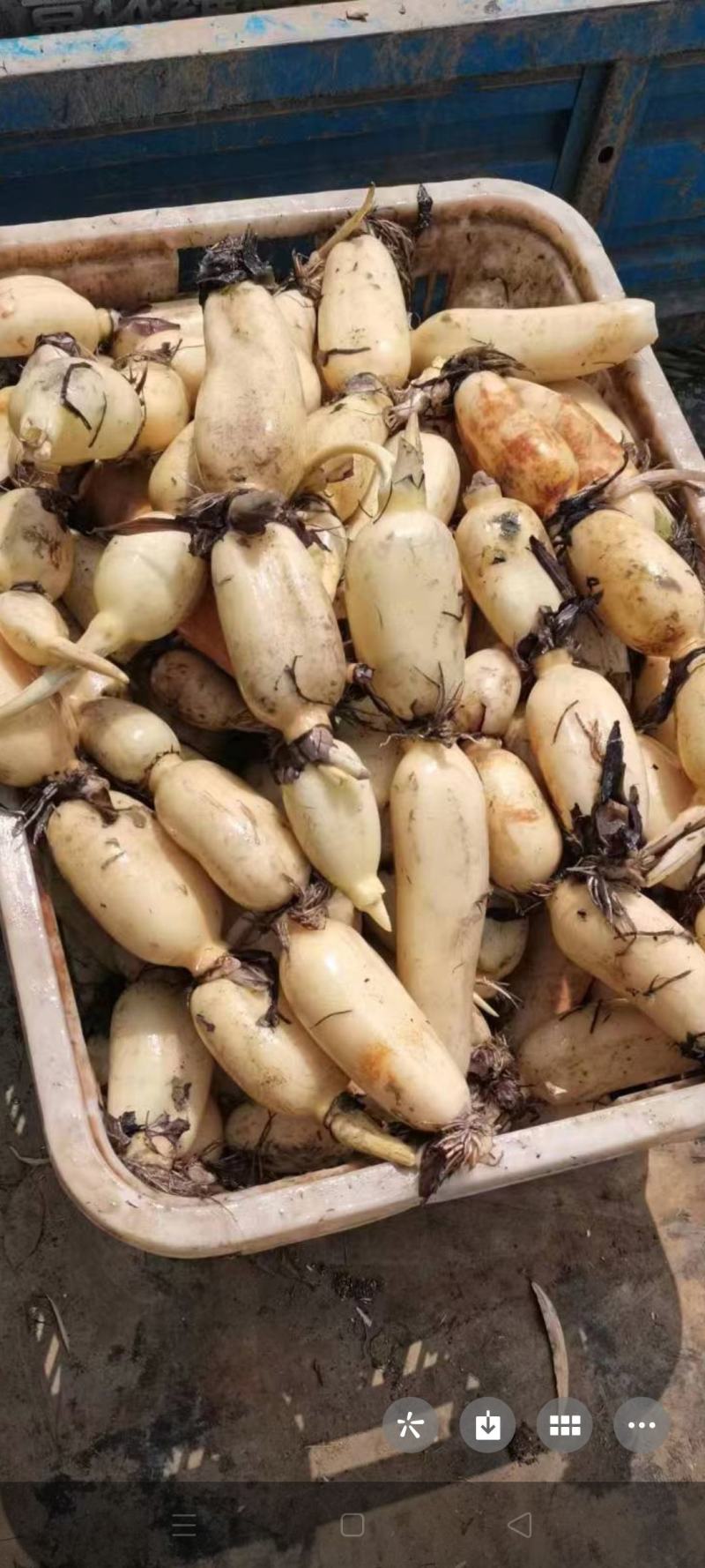 新鲜莲藕脆嫩白