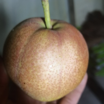 芙蓉香梨