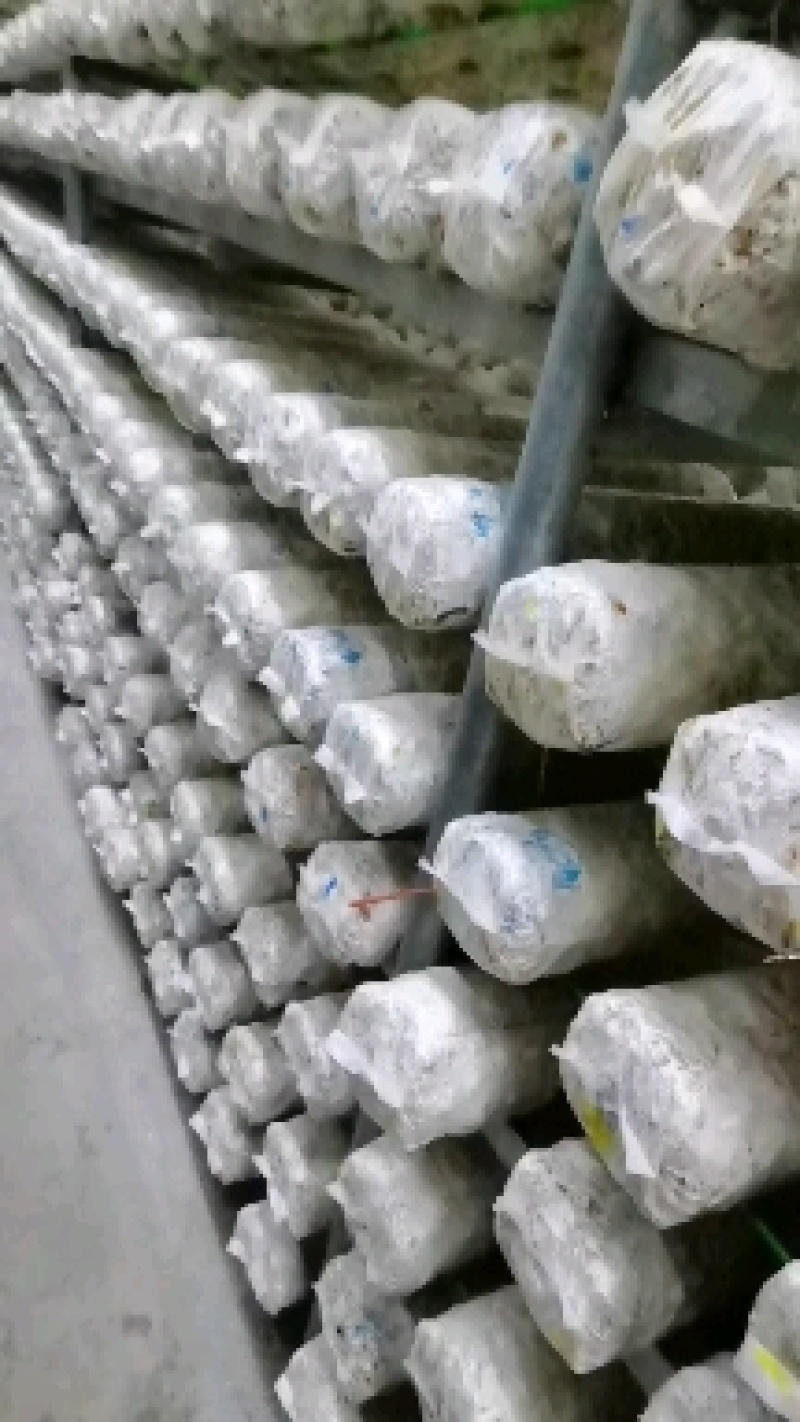 香菇菌棒