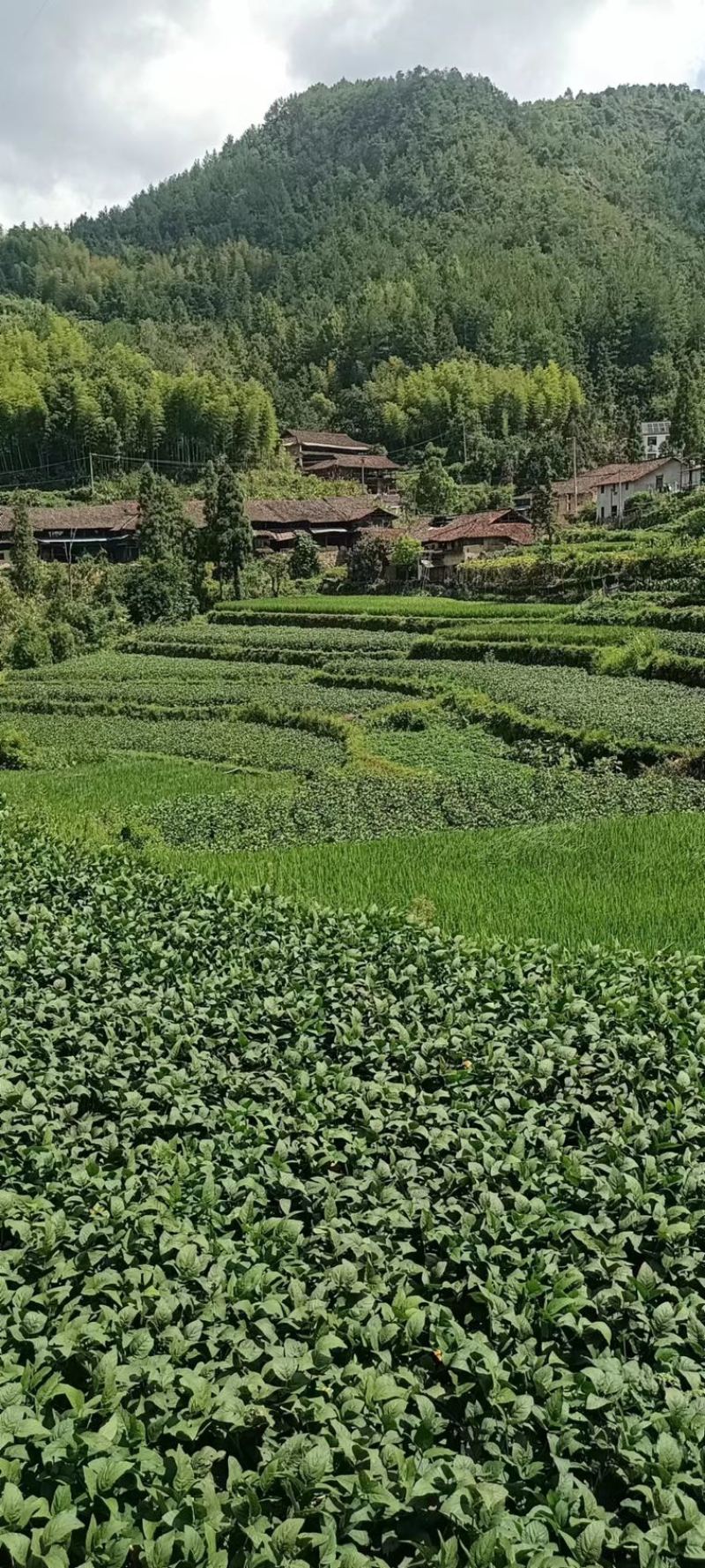 精品新鲜毛豆