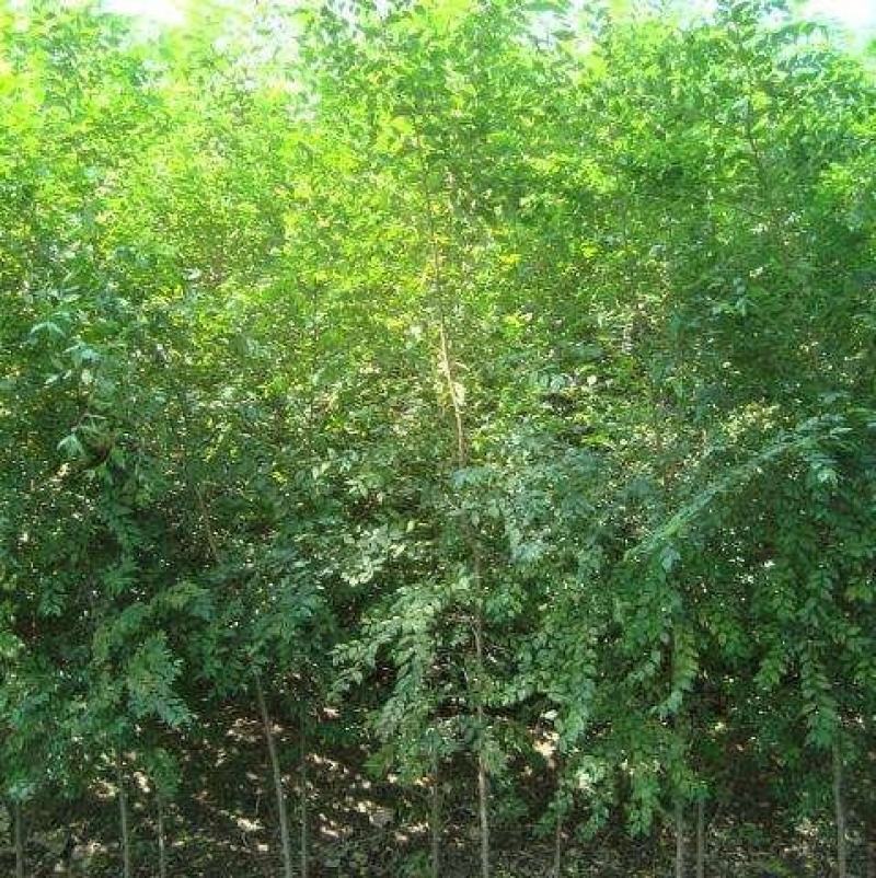 榆树种籽白榆种子榆钱种的种子东北白榆树种子榆树钱金叶榆钱