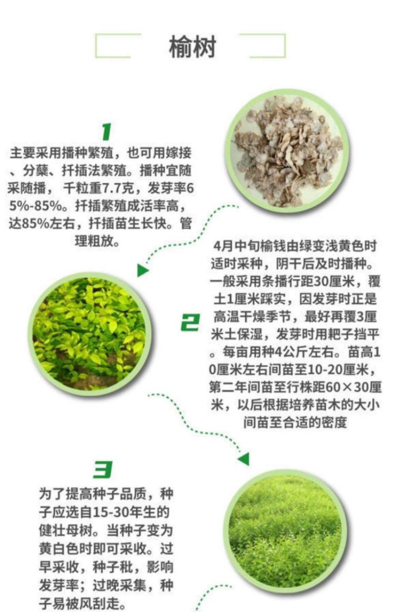 榆树种籽白榆种子榆钱种的种子东北白榆树种子榆树钱金叶榆钱