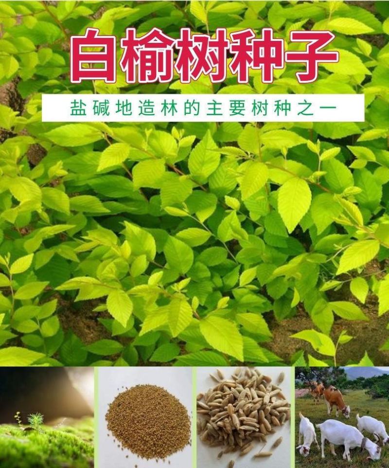 榆树种籽白榆种子榆钱种的种子东北白榆树种子榆树钱金叶榆钱
