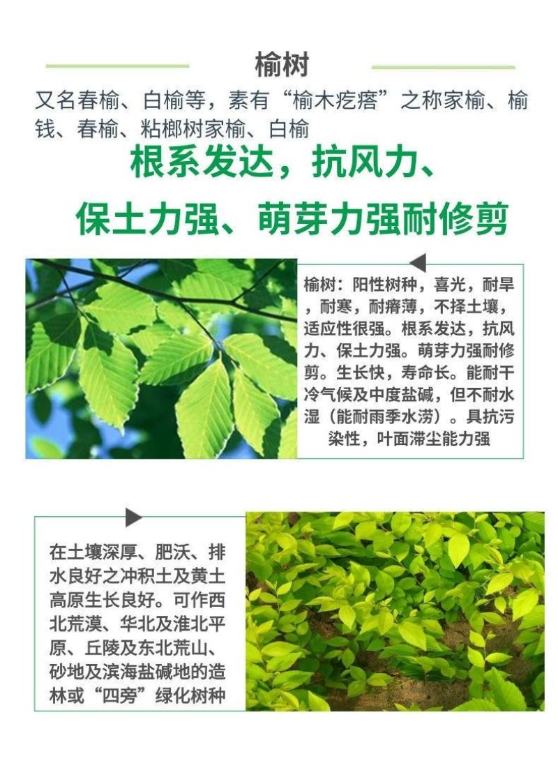 榆树种籽白榆种子榆钱种的种子东北白榆树种子榆树钱金叶榆钱
