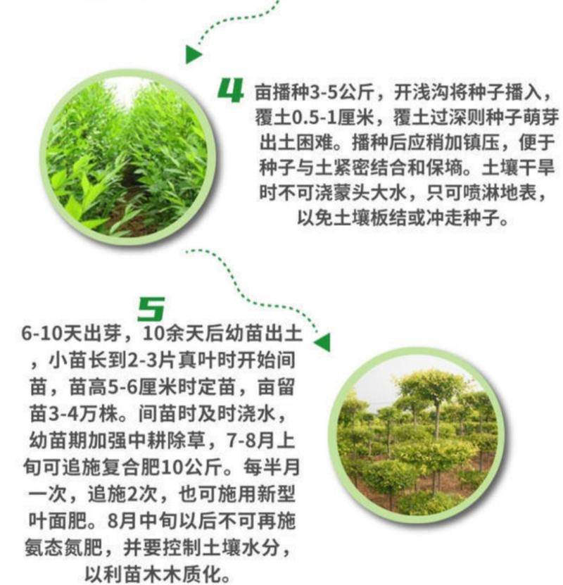 榆树种籽白榆种子榆钱种的种子东北白榆树种子榆树钱金叶榆钱