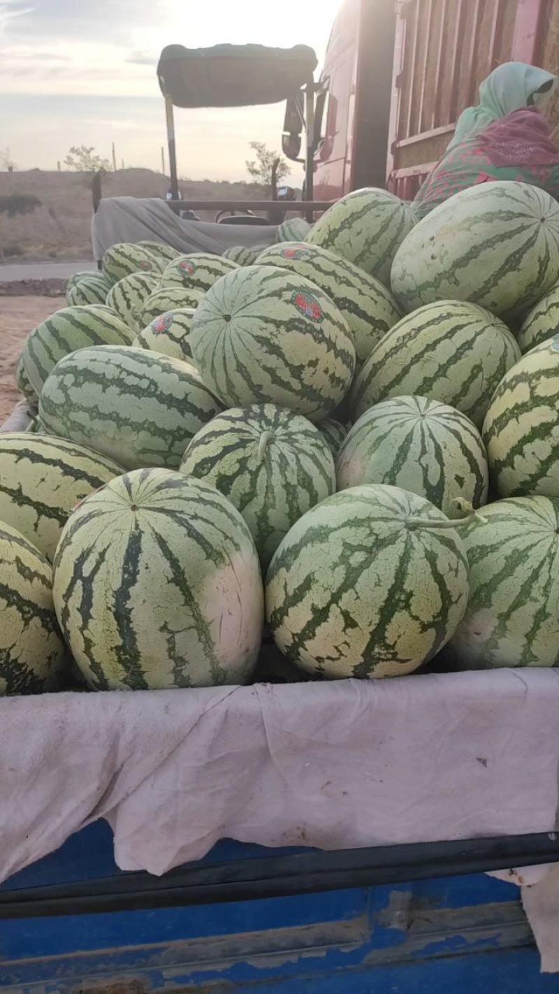 宁夏硒沙瓜大量上市欢迎采购