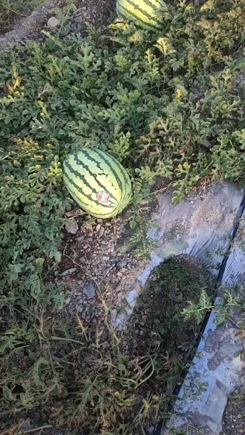 宁夏硒沙瓜大量上市欢迎采购