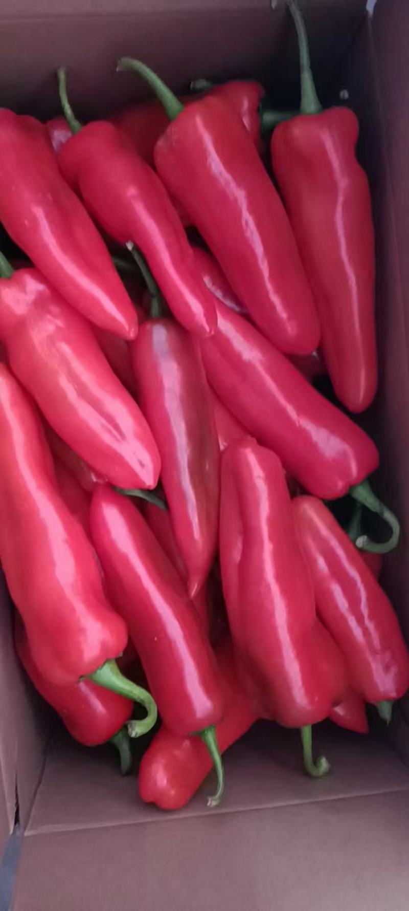 精品红泡
