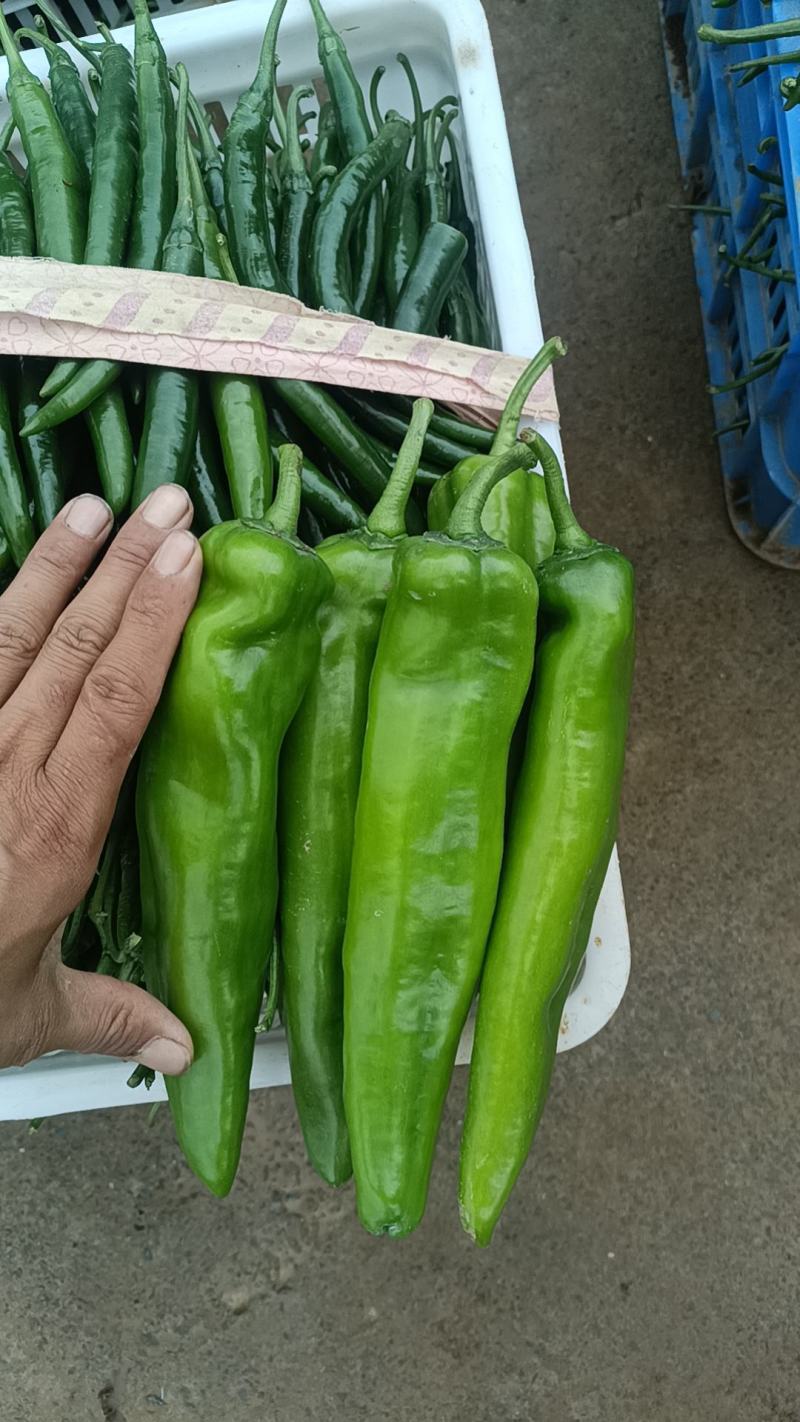贵州大青椒大尖椒青皮尖椒黄皮大青椒大青皮大黄皮大量上市了