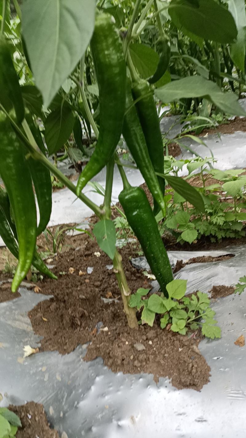 贵州大青椒大尖椒青皮尖椒黄皮大青椒大青皮大黄皮大量上市了
