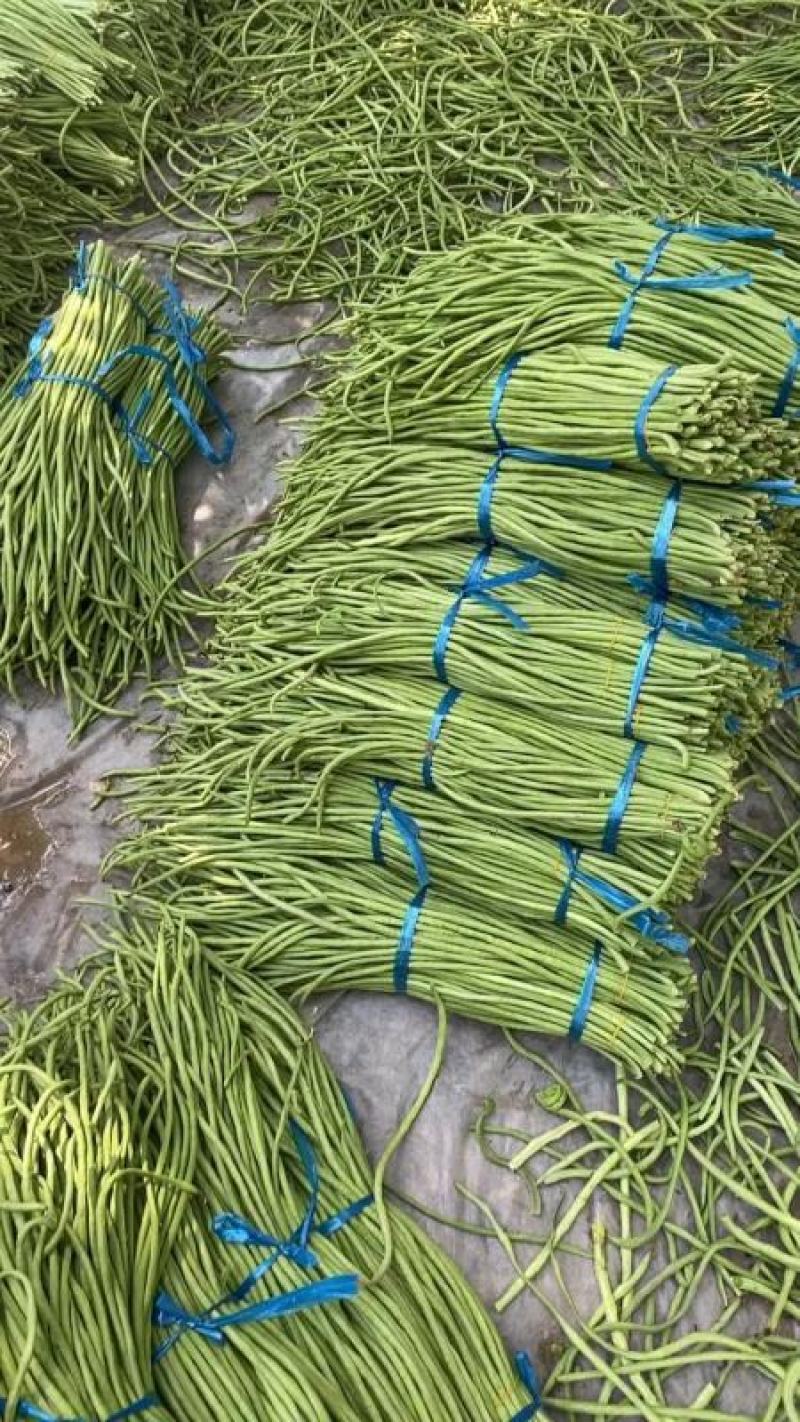 精品长豆角河南青条豆角电商市场食堂加工厂商超货