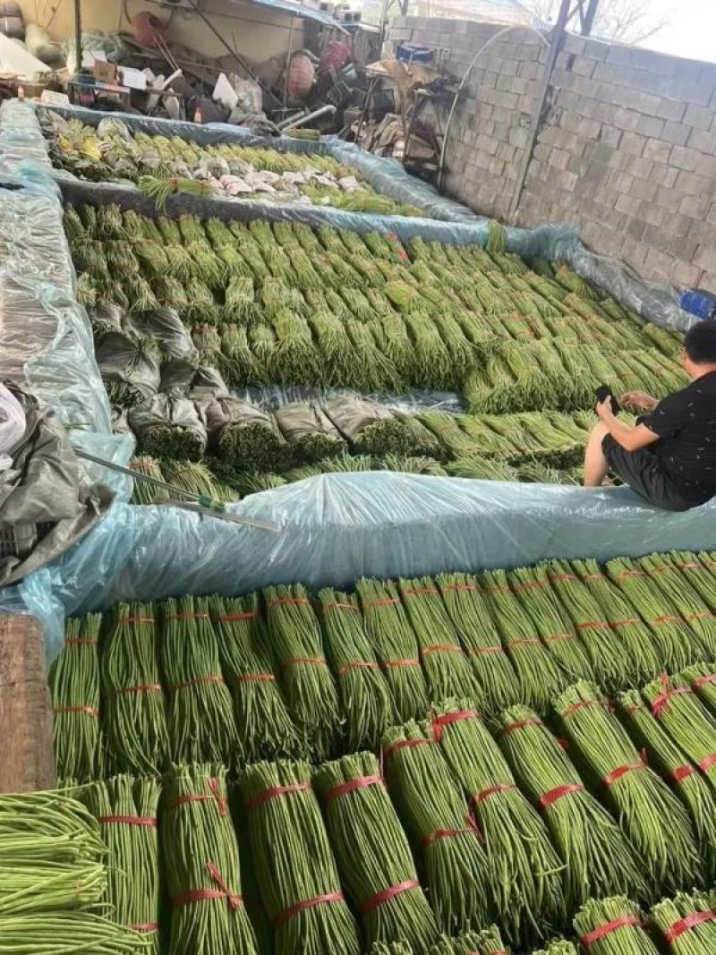 精品长豆角河南青条豆角电商市场食堂加工厂商超货