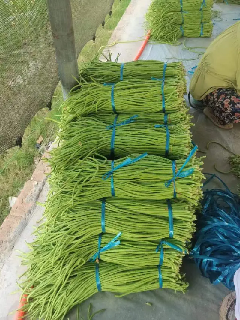 精品长豆角河南青条豆角电商市场食堂加工厂商超货