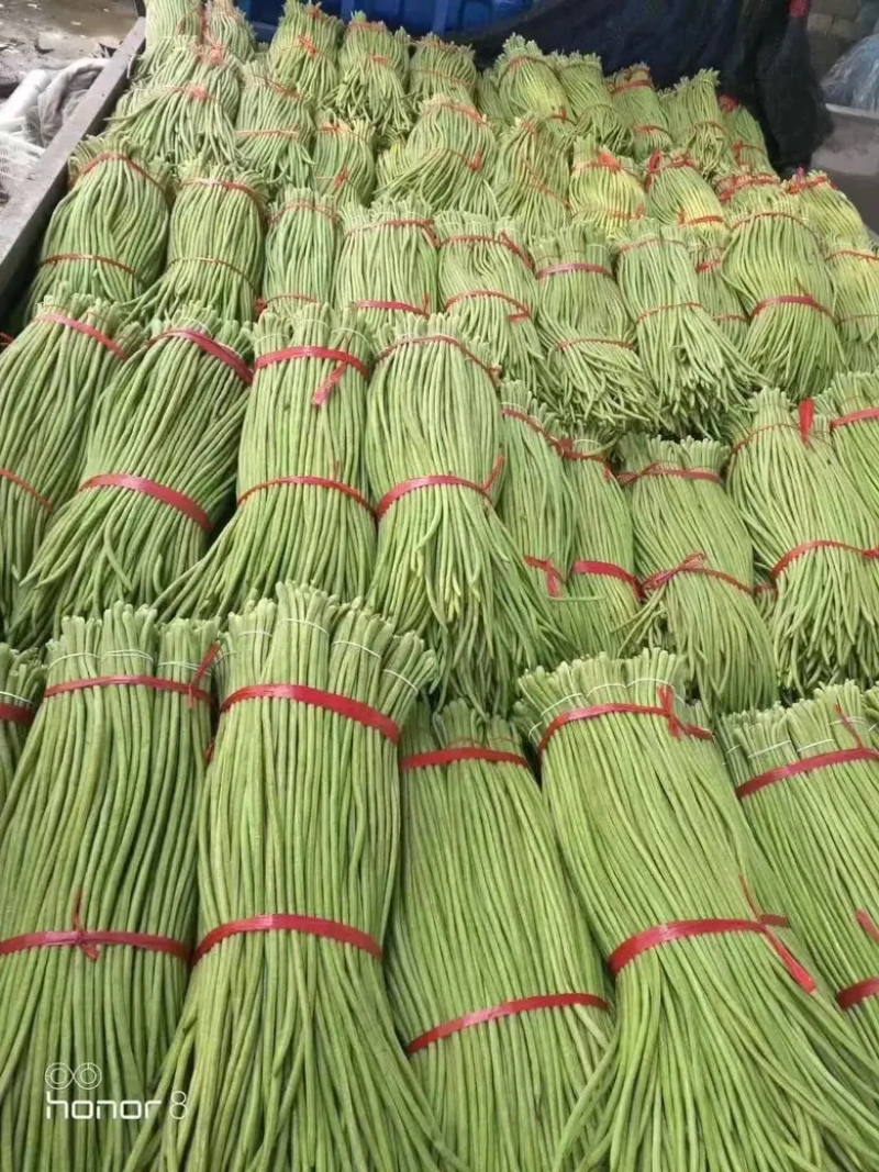 精品长豆角河南青条豆角电商市场食堂加工厂商超货