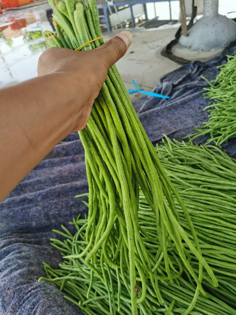 精品长豆角河南青条豆角电商市场食堂加工厂商超货