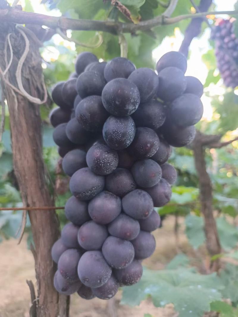辽宁北镇葡萄精品巨峰葡萄产地直供一手货源品质保证