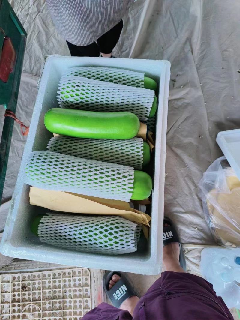 【实力】河南焦作瓠瓜新鲜瓠瓜皮毛鲜亮市场商超货源