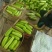 【实力】河南焦作瓠瓜新鲜瓠瓜皮毛鲜亮市场商超货源
