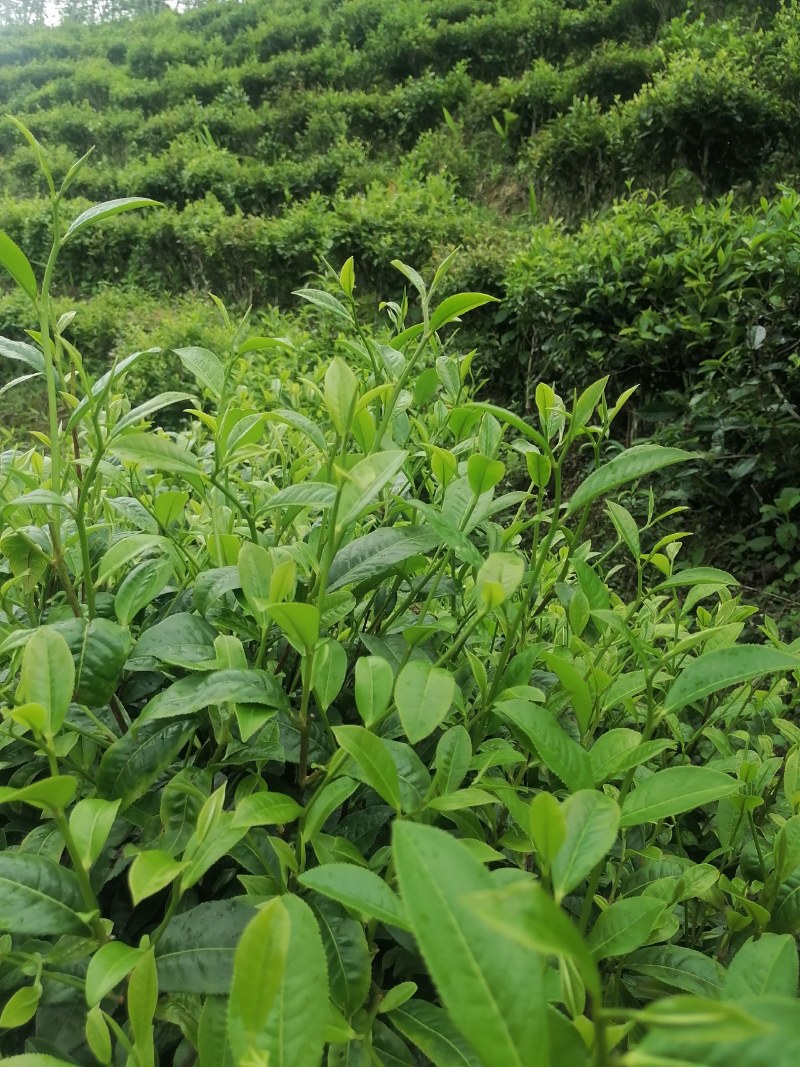 普洱茶，好茶不贵