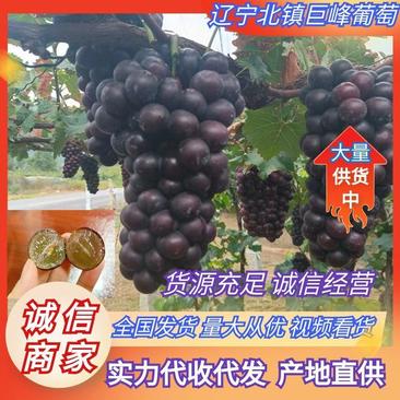 辽宁北镇葡萄精品巨峰葡萄产地直供一手货源品质保证