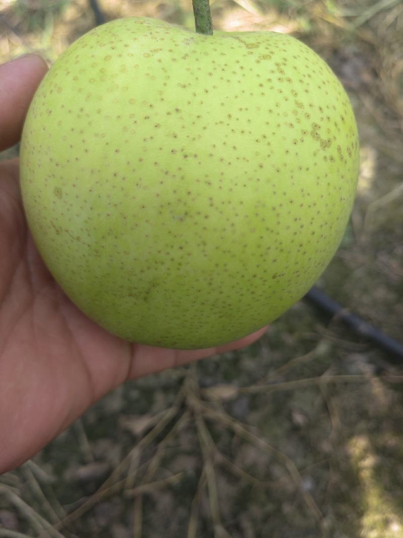 套袋青皇冠大量上市