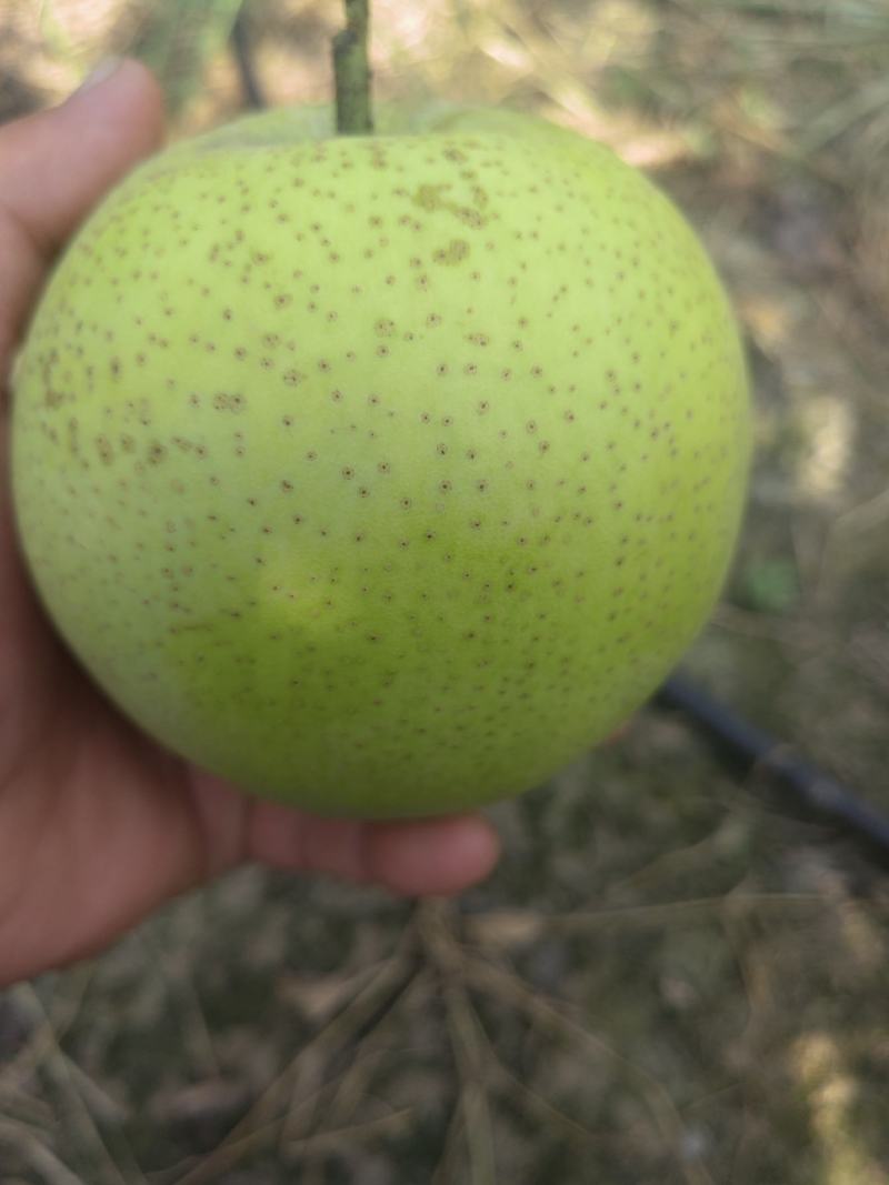 套袋青皇冠大量上市