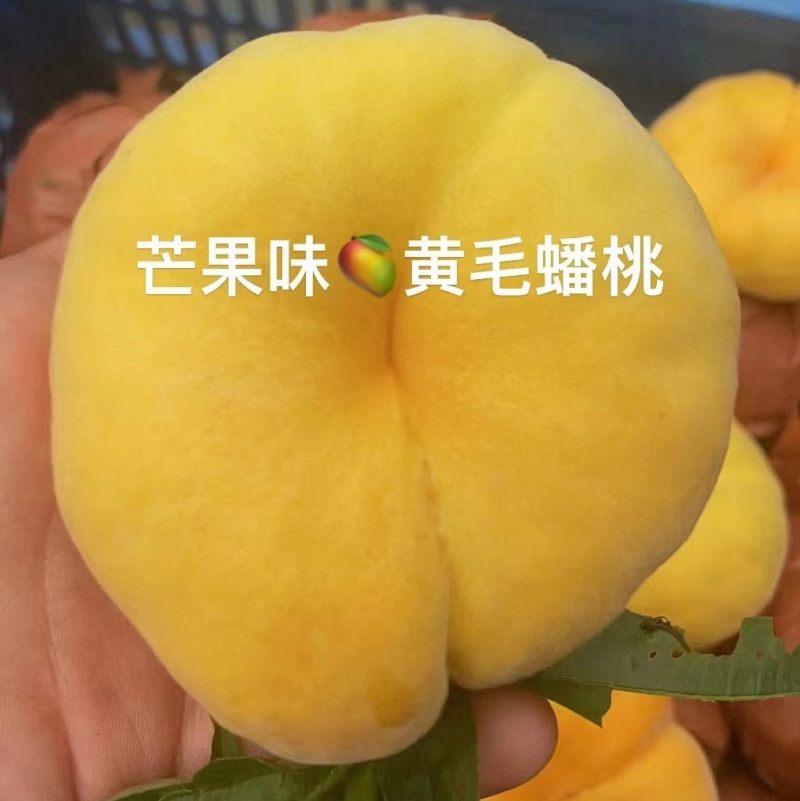 黄金蟠桃,北京平谷自家桃园，香甜软糯，汁水充足.7月20