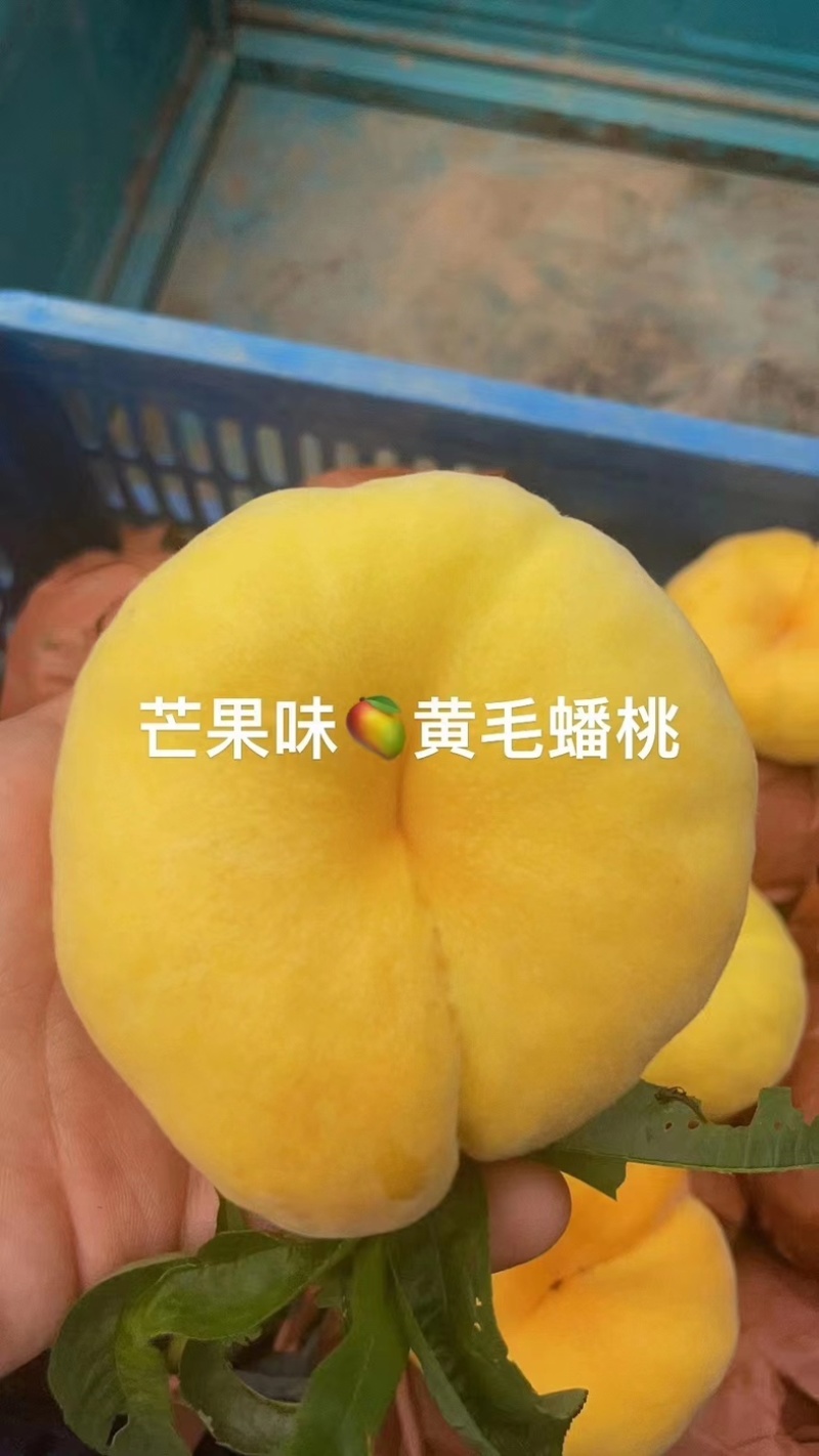 黄金蟠桃,北京平谷自家桃园，香甜软糯，汁水充足.7月20
