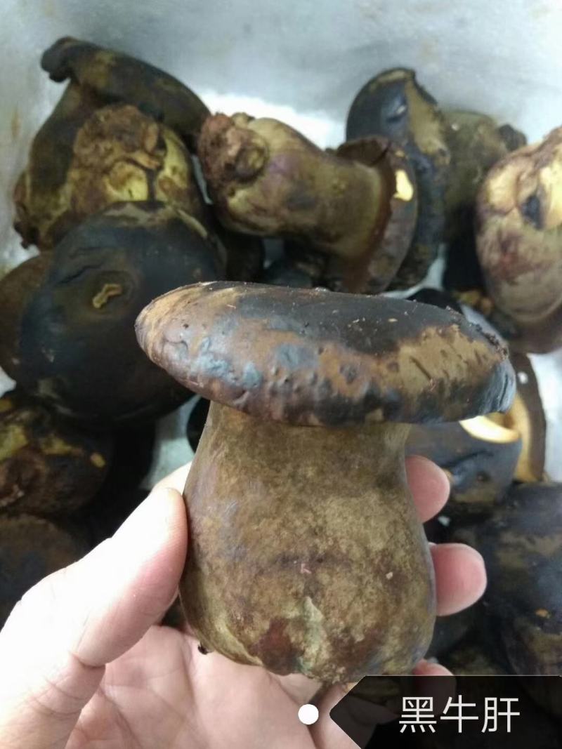 牛肝菌