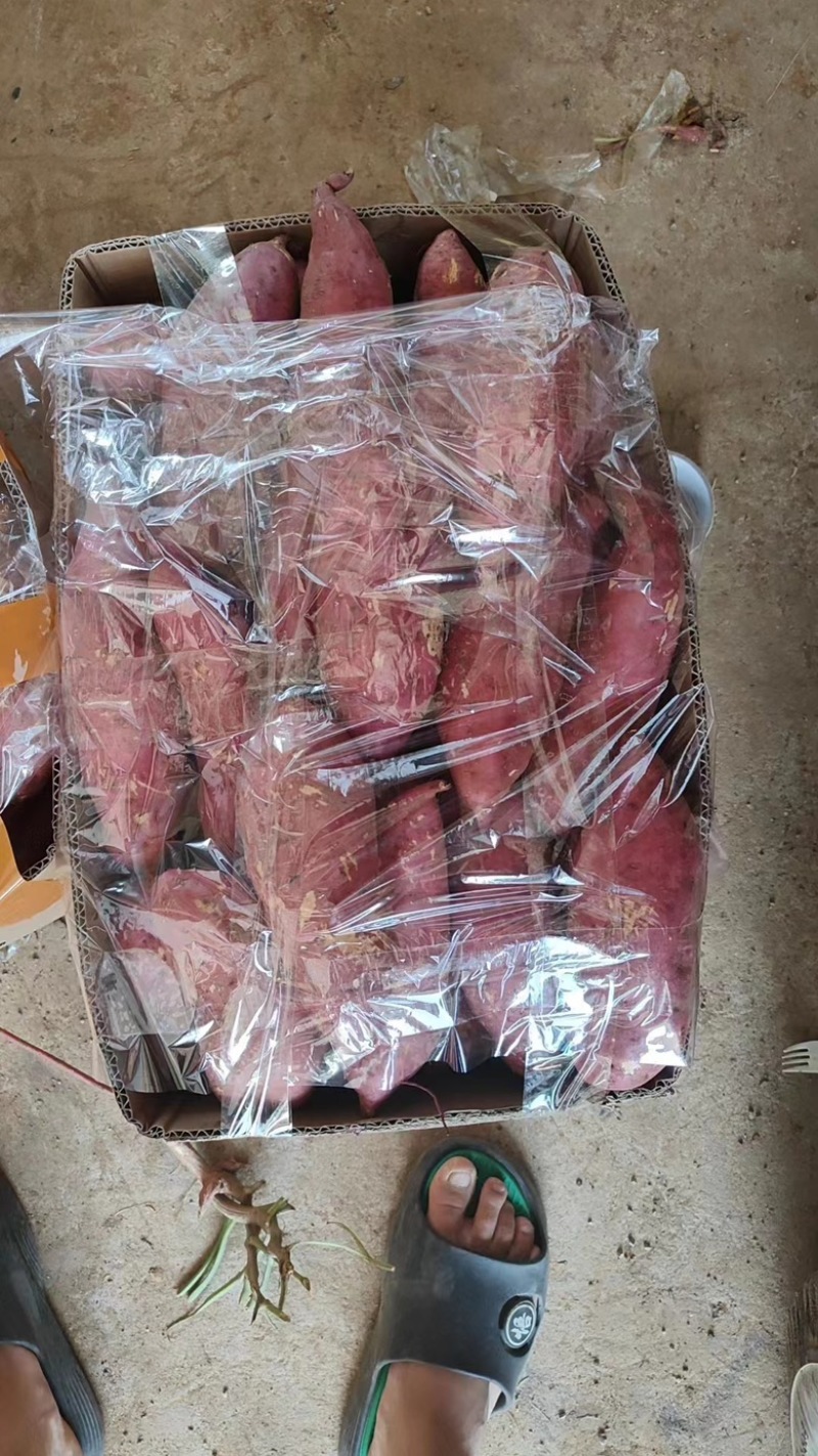湖北红薯大量上市，西瓜红，龙九，紫薯