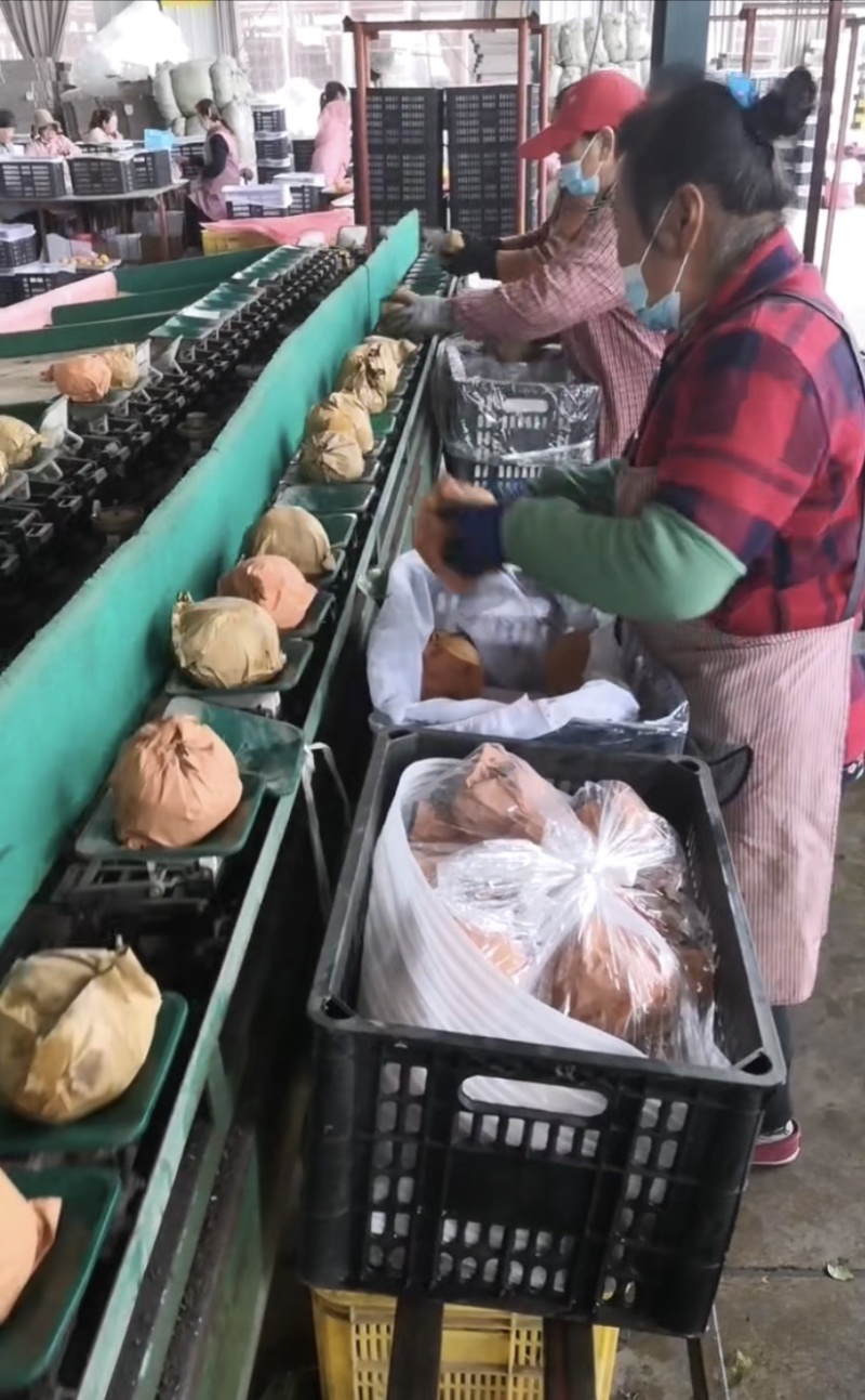 秋月梨礼盒正宗秋月梨送礼礼盒社区团购工厂福利