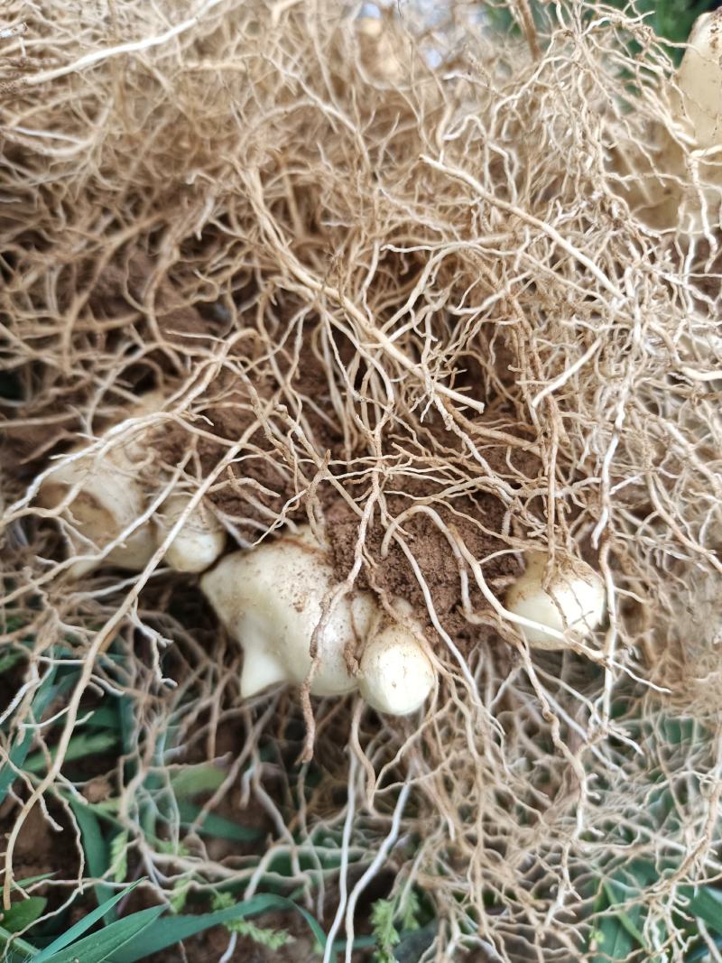 今年新产鲜玉竹
