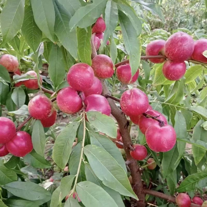 珍珠油桃脆甜陕西咸阳7月底成熟