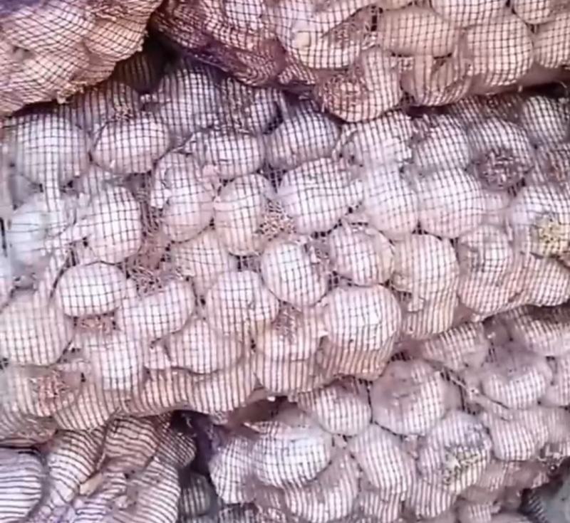 莱芜白皮蒜种