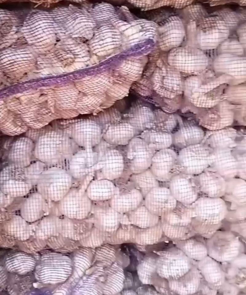 莱芜白皮蒜种