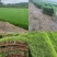【好货】马尼拉兰引三号草块草卷、大量上市可视频看货基地直