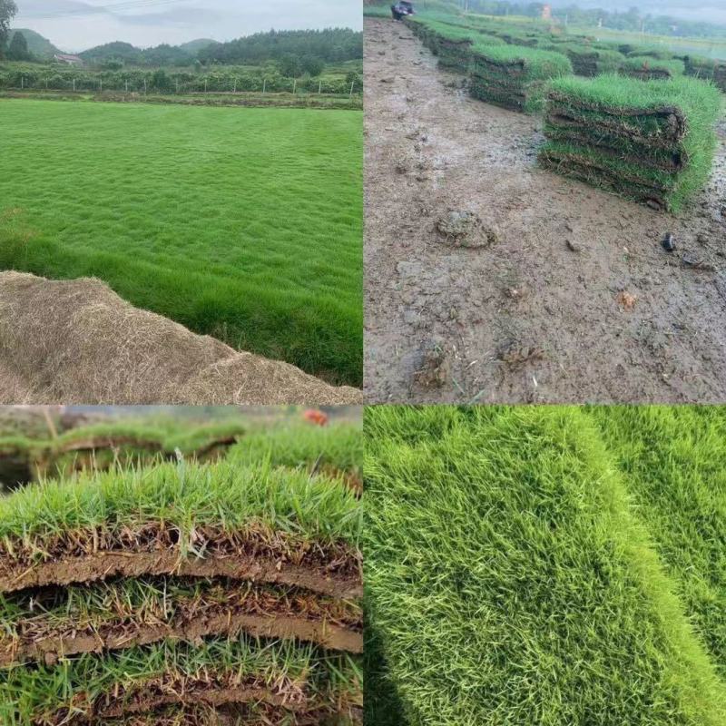 【好货】马尼拉兰引三号草块草卷、大量上市可视频看货基地直
