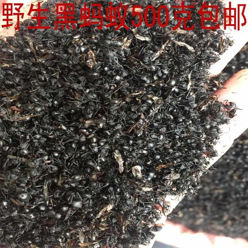 野生黑蚂蚁干广西正品拟黑多刺蚁大黑蚂蚁干货泡酒蚂蚁粉