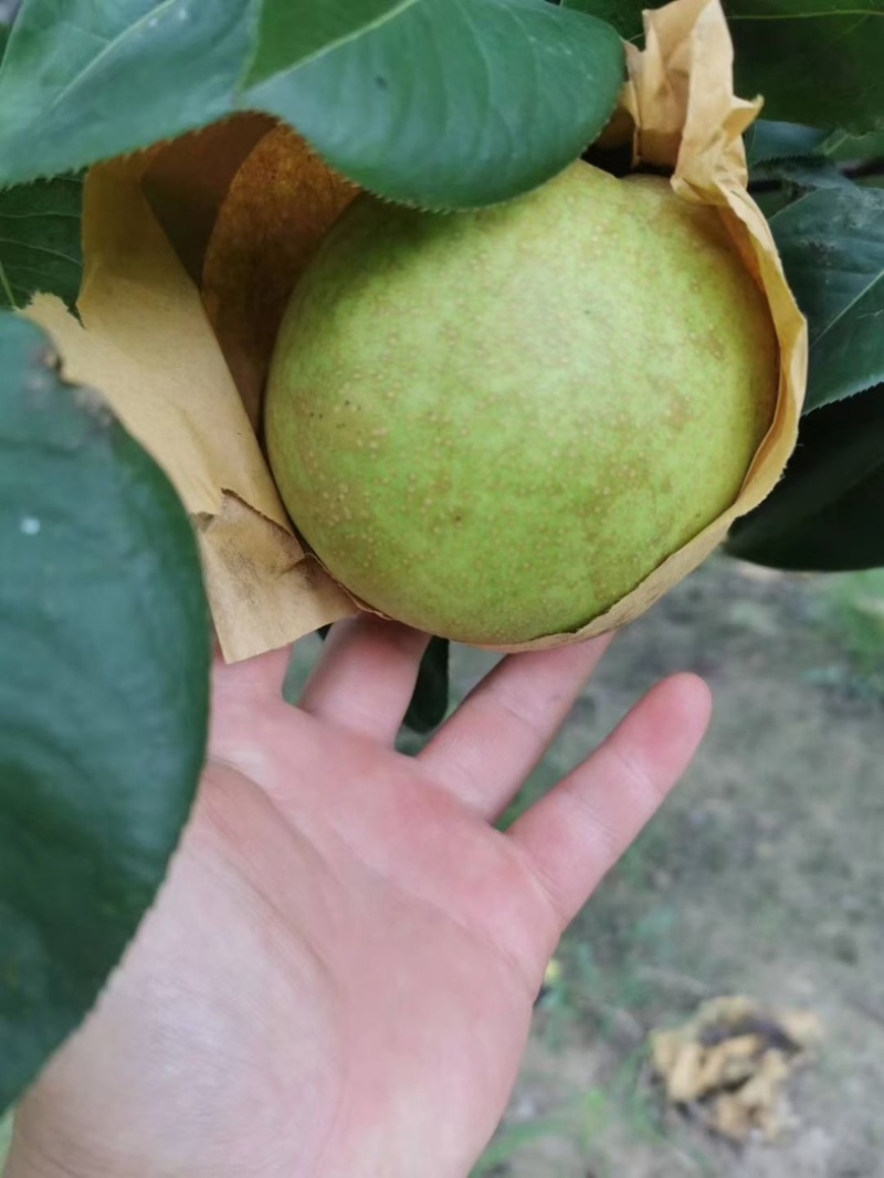 【梨】精品翠冠梨大量上市皮薄多汁！口感酥脆！