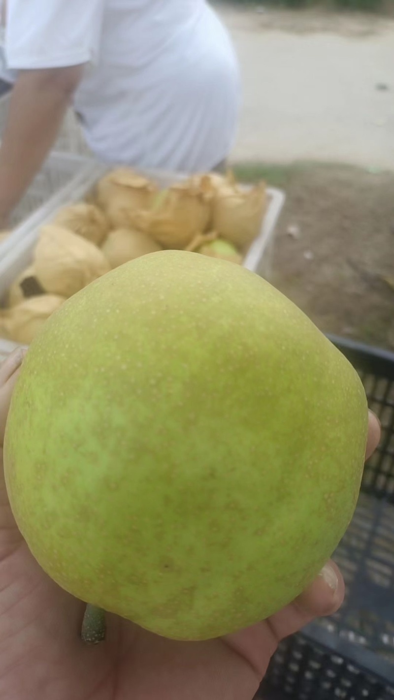 【梨】精品翠冠梨大量上市皮薄多汁！口感酥脆！