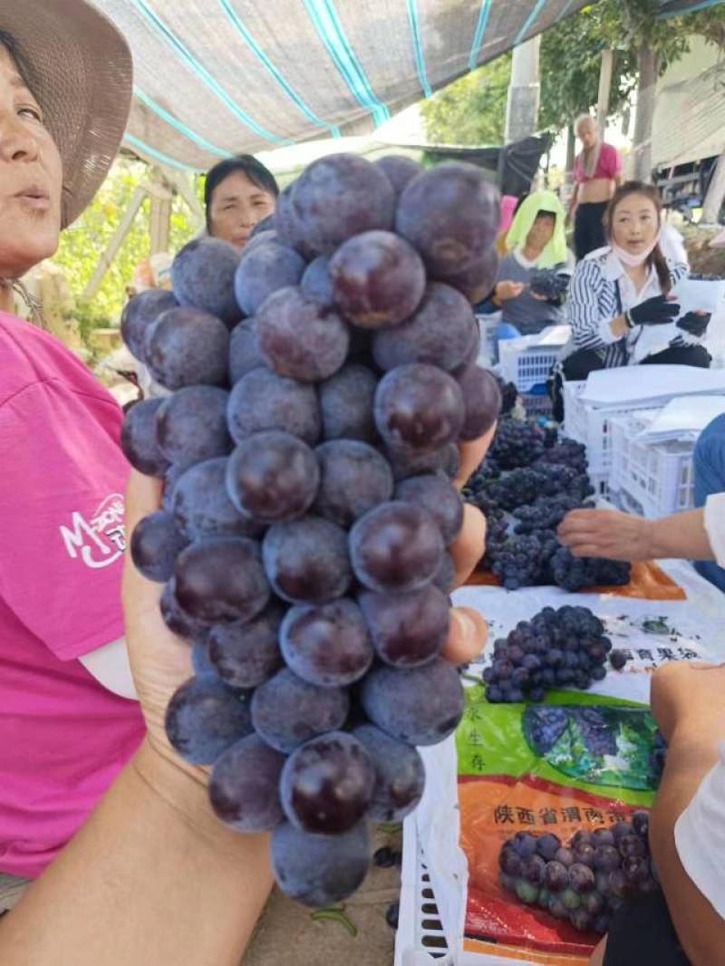 【视频看货】渭南葡萄夏黑葡萄产地直发全国市场欢迎来电咨询