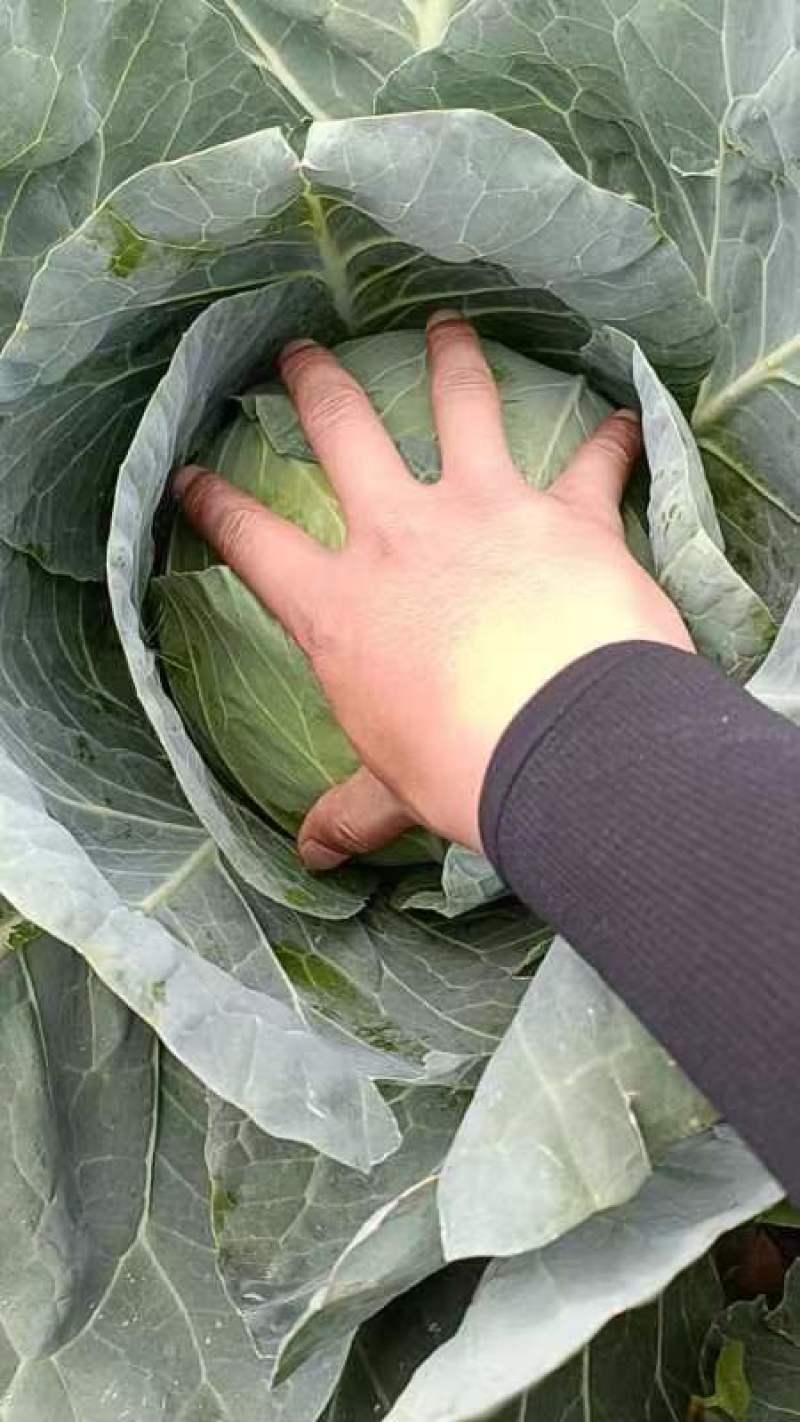 精品甘蓝产地直销价格便宜有需要的联系